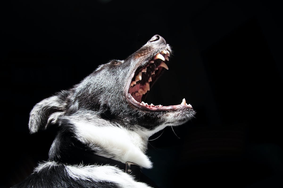 La puissance de la mâchoire chez les chiens : tout ce que vous devez savoir