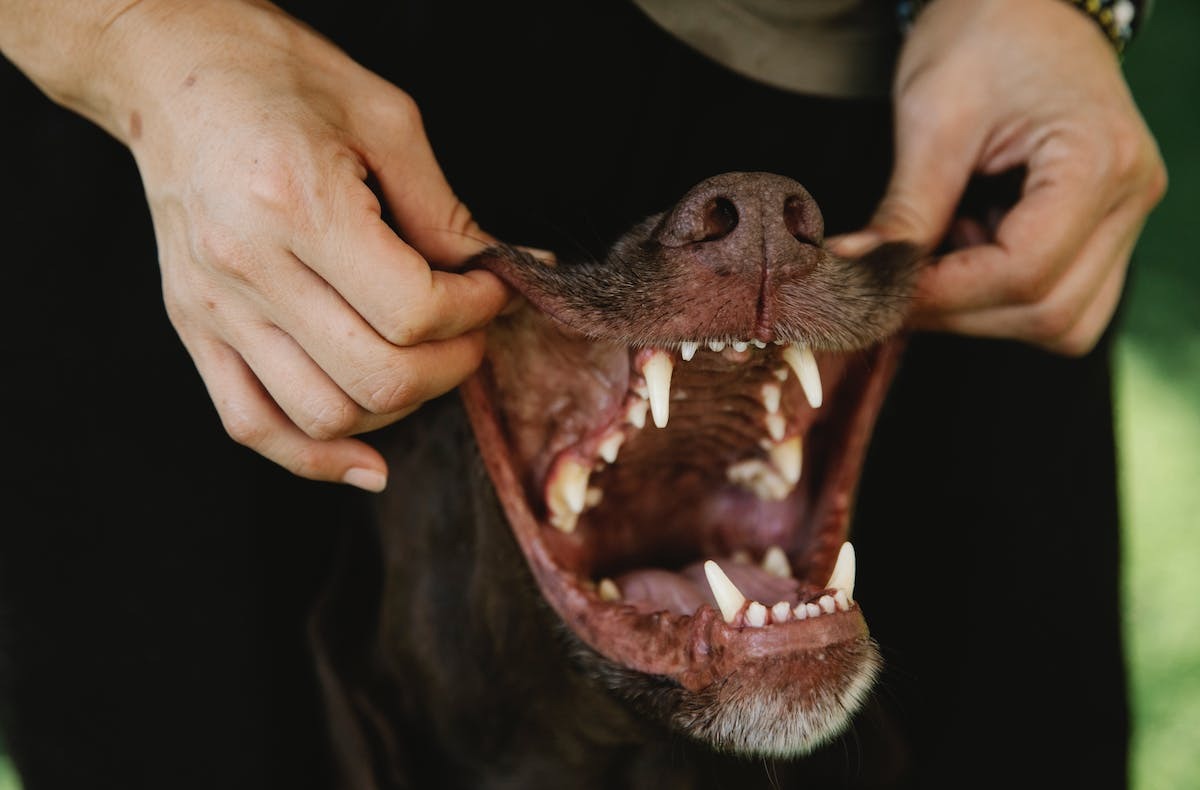 chien mâchoire